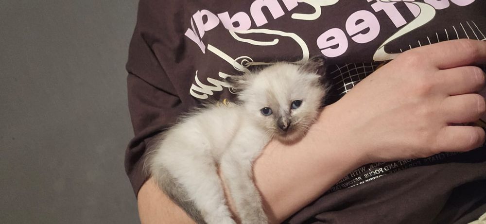 Кошечка в добрые руки