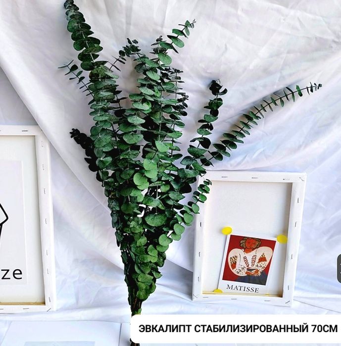 Сухоцветы эвкалипт