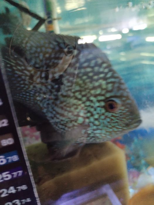 Продаю аквариумных рыб