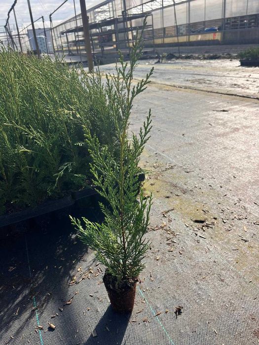 Leylandii 50/70/90cm producator