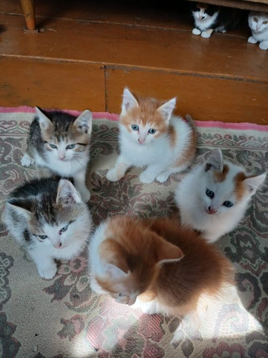 Отдам котят бесплатно