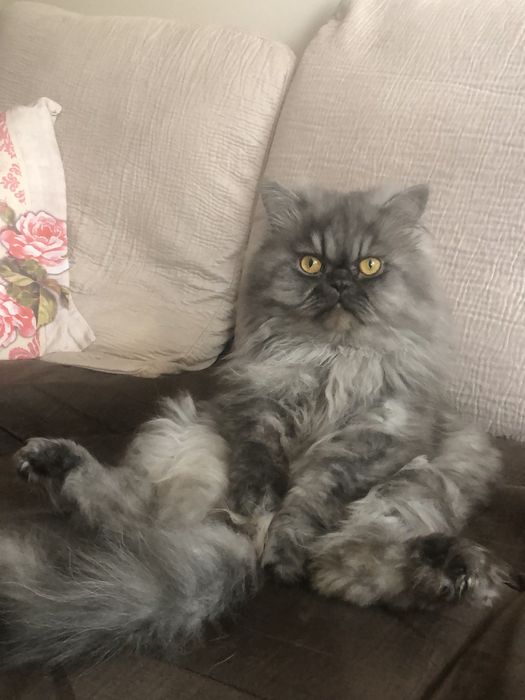 Котка
