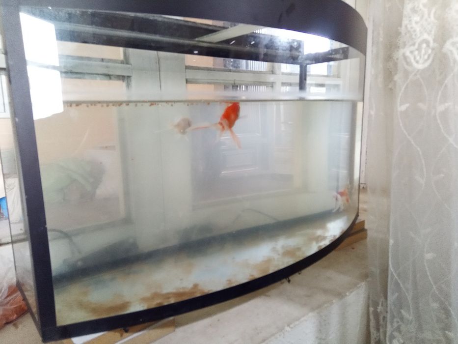 Баликлар аквариуми 60 литр 6та балиги Билан сотилади