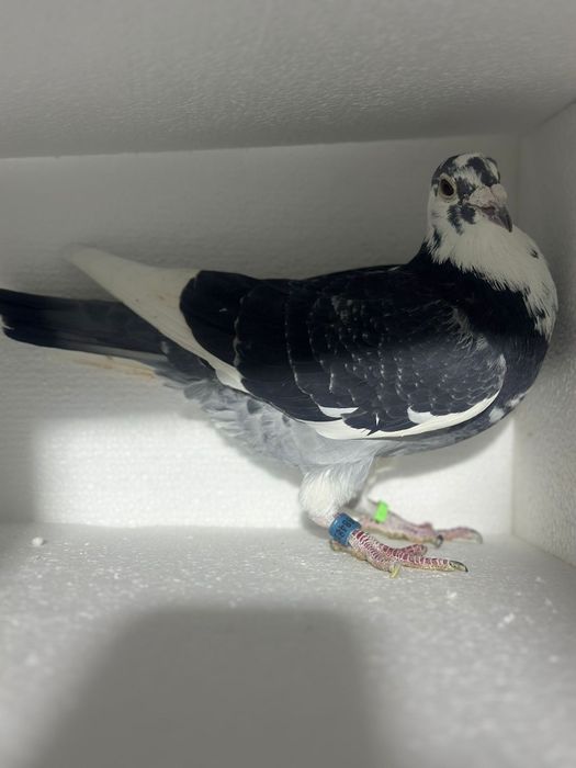 Vând Porumbei Fond Și General