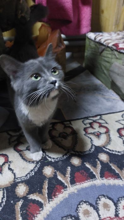 отдам кошку(котенка)