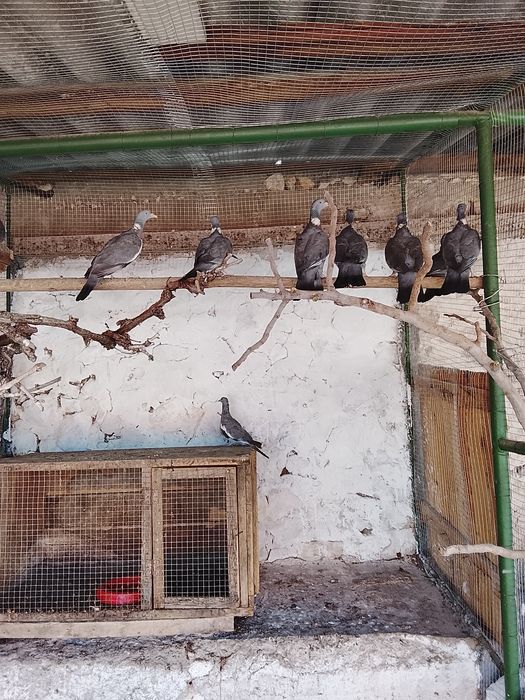 Продавам Гривеци и Червено златни фазани