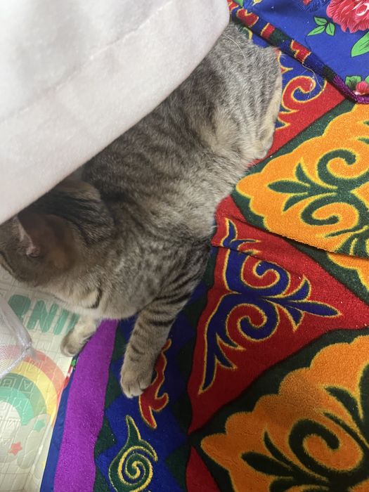 Отдам кошку даром