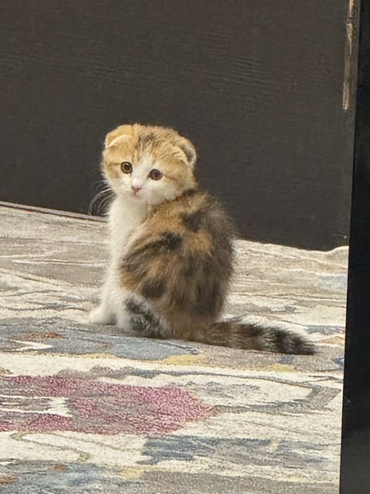 Кошка пародистая