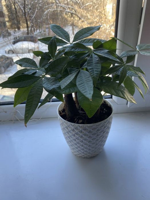 Срочно продам комнатные растения