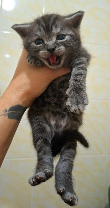 Котята британские