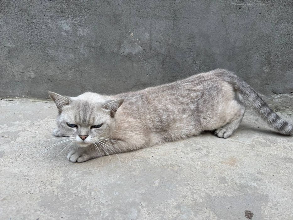 Britanskiy mushuk sotiladi