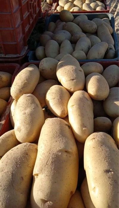 Продам картофель оптом и в розницу