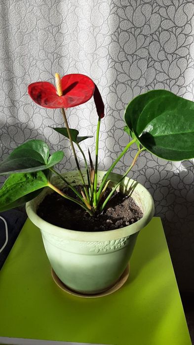 Цветы домашние комнатные