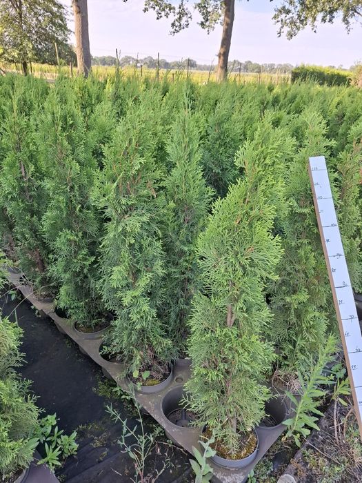 PLANTE ORNAMENTALE DE VÂNZARE  TUIA - Smarald, Barabant, Leylandi,Laur englezesc, Magnoli