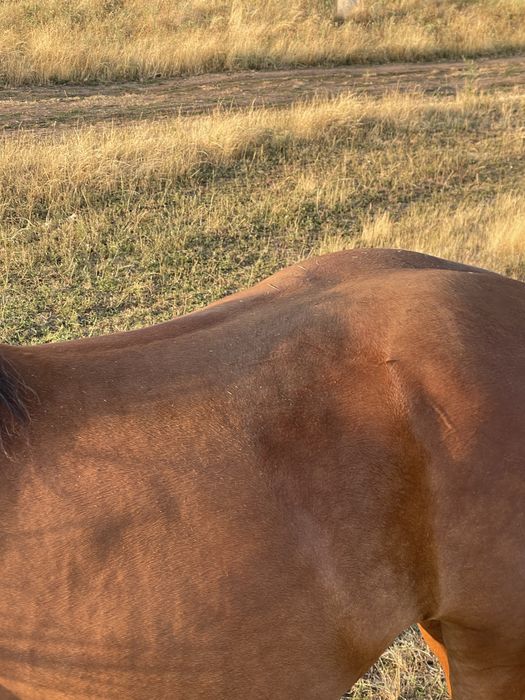Iapa semi grea 8 ani gestanta