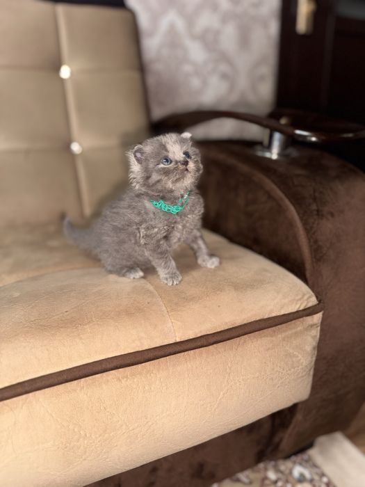 Продается котенок скоттиш страйт мальчик