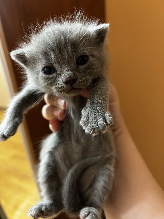 Продам котенка.