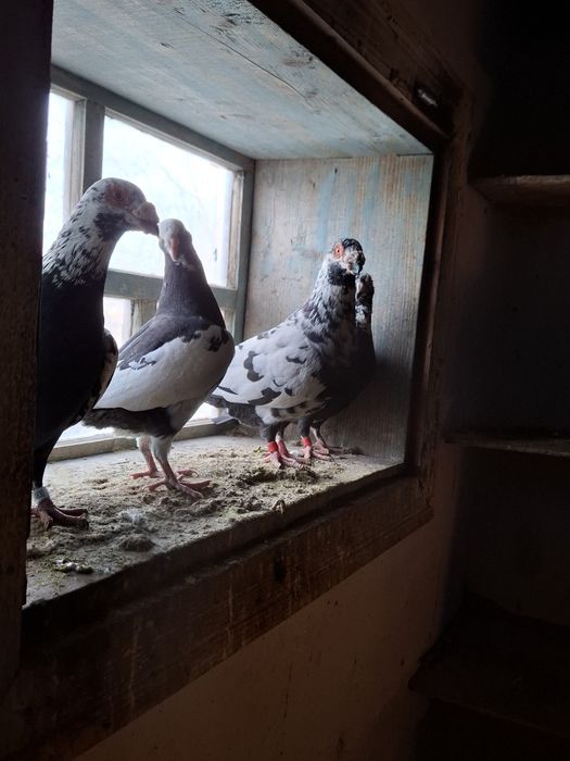 Porumbei pui si maturi