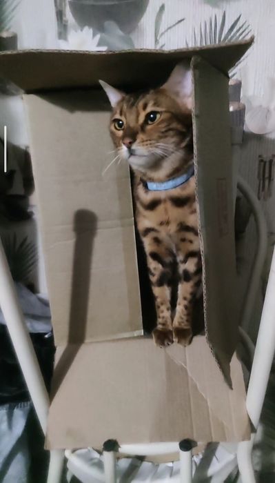 Продам Кошку Бенгал