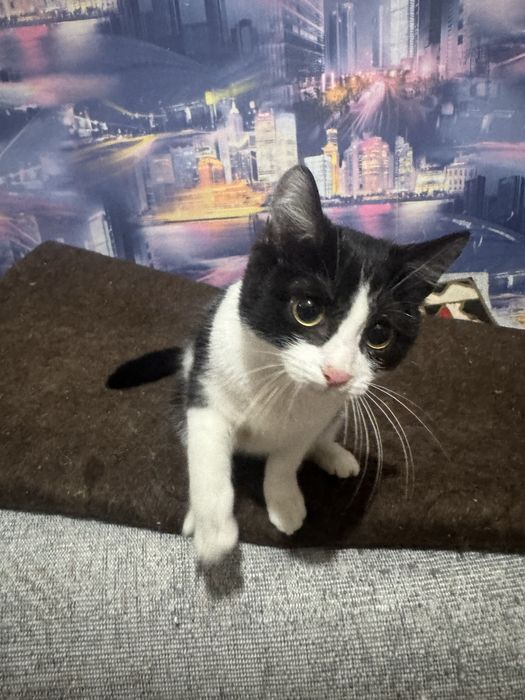 Отдам котенка в хорошие руки