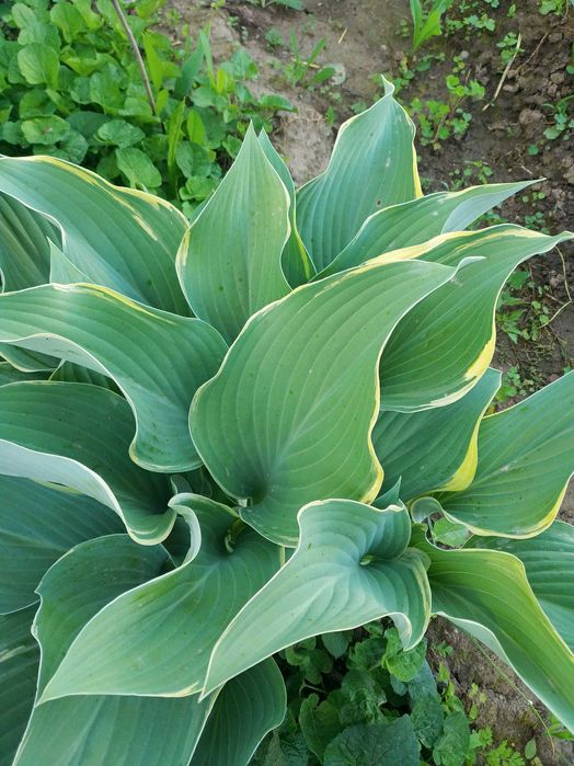 Садовые многолетние растения