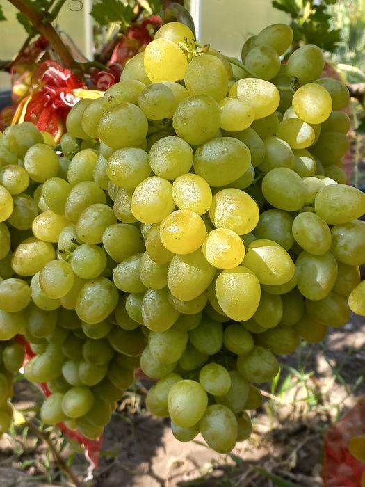 Продам черенки и саженцы винограда