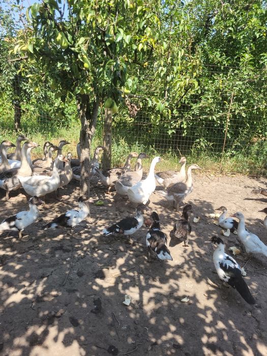Gâște..Rate..mute.