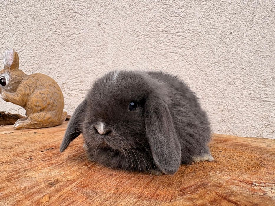 Iepuri pitici de companie mini lop/berbec pitic/holland lop