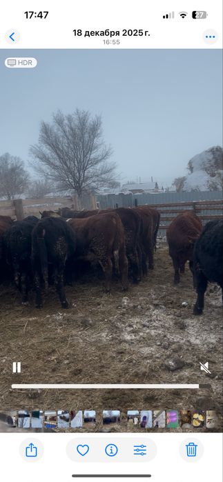 Продам молодых бычков