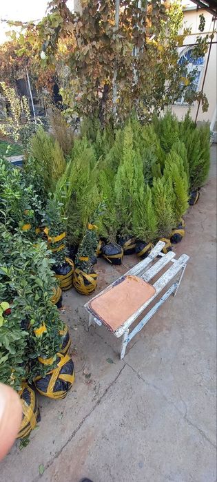 Archa va har xil turdagi gullar, manzarali daraxtlar daraxtlar