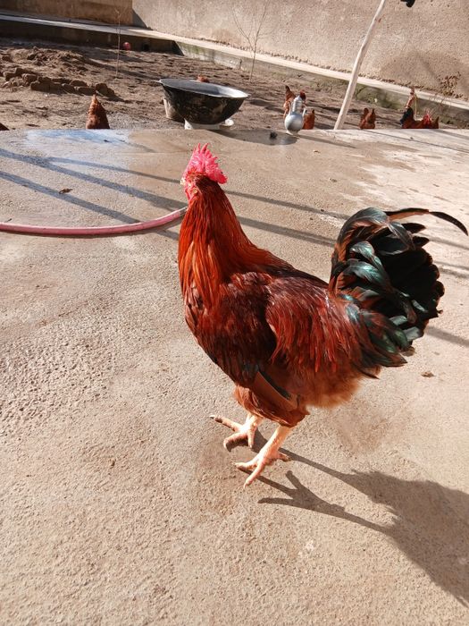 Хан хяп тухмлари сотилади