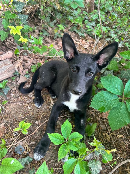 Ташкент. Отдам щенка в добрые руки