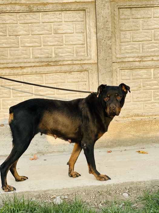 Ротвелер. 2 года. Ищет семью. Девочка