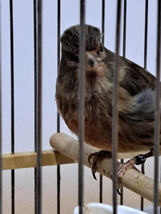 Hibrid de canar arlechin portughez