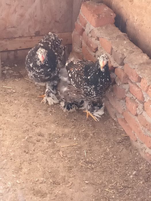 Disponibile puicuțe brahma