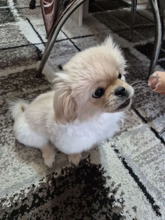 Пркинез 3 месеца