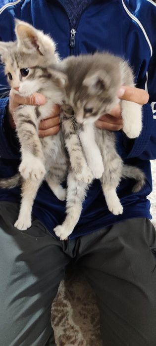 2 ойлик уй мушук бэ пул