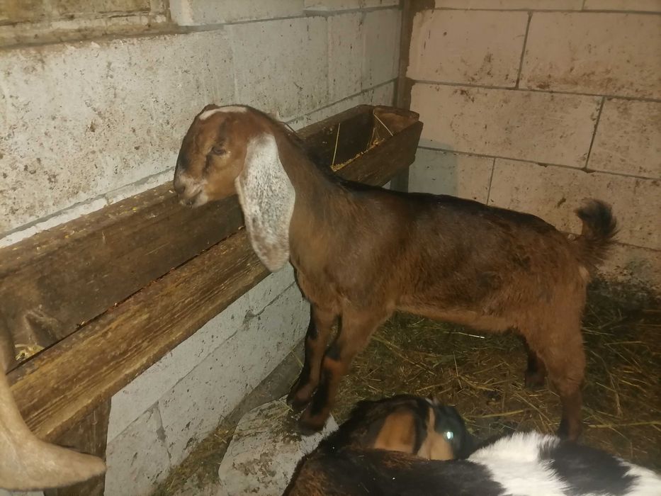 Vând țăpișor anglonubian