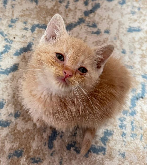 Отдам котенка в хорошие руки
