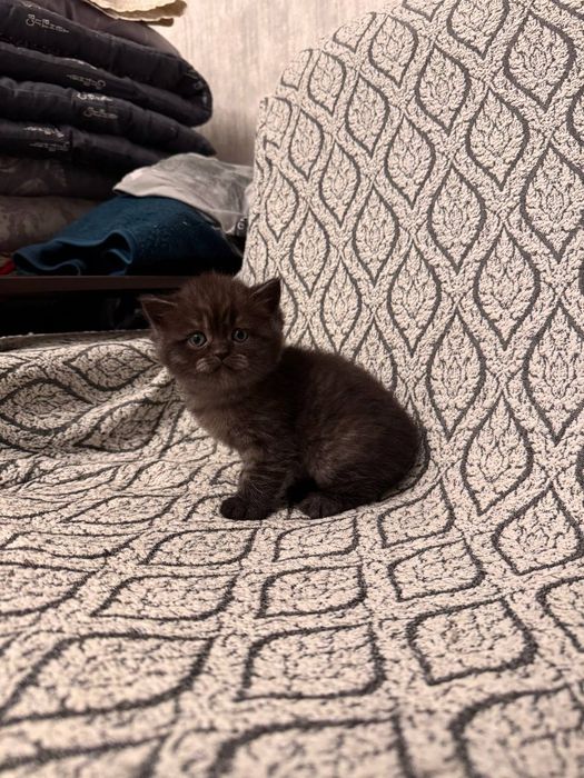 Продаются британские котята