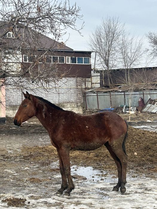 Байтал ұрғашы тай