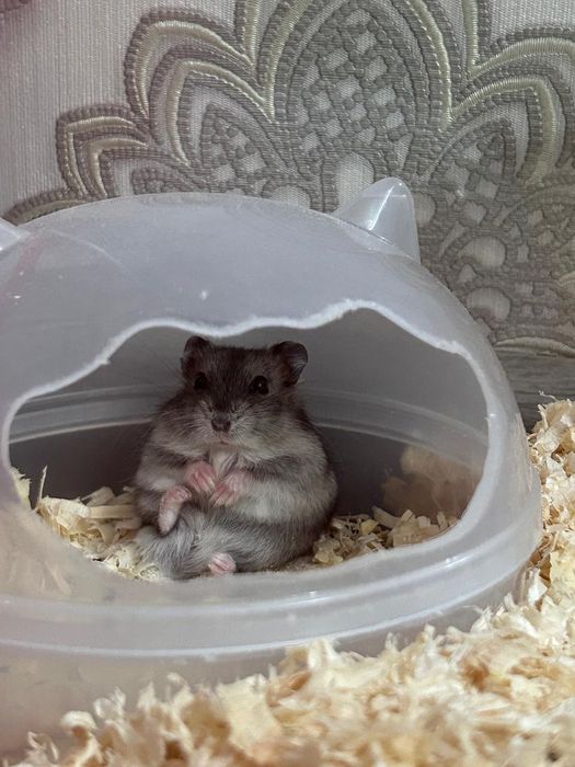 Продам хомяков за 15тыс
