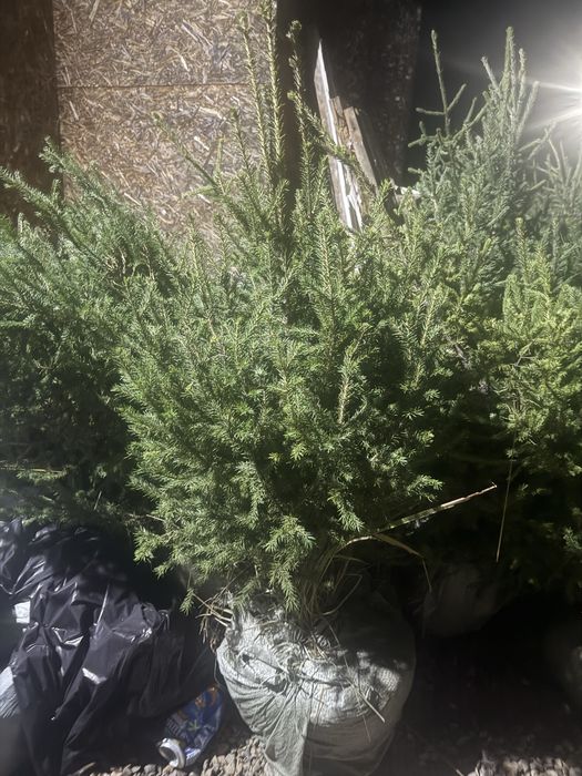Продам Сибирскую Ель