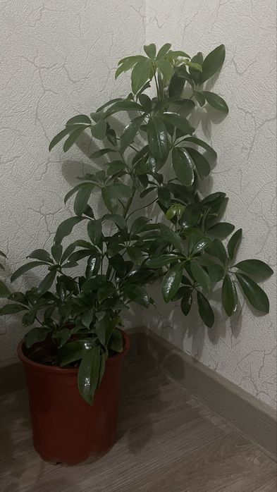 Комнатные Цветы Шефлера, Лирата,