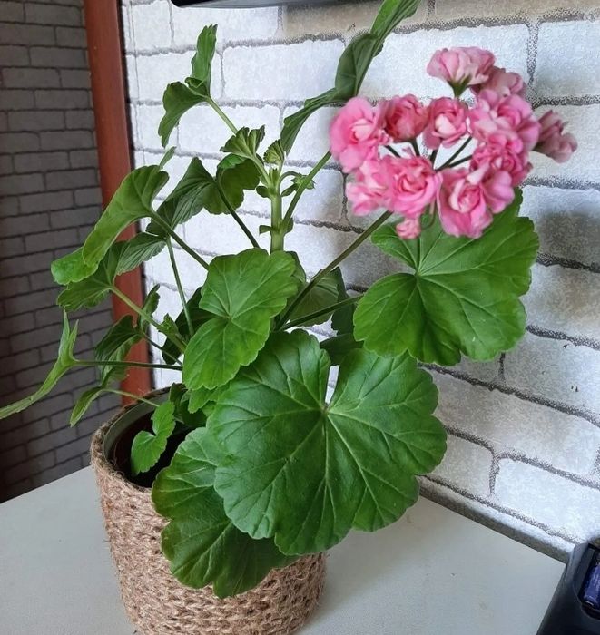 Продам комнатные растения