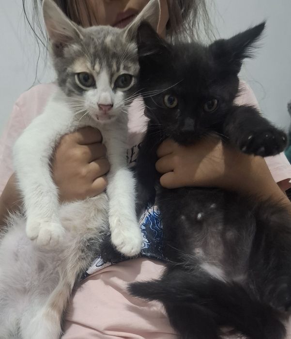 Котята в добрые руки
