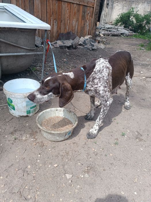 Бесплатно в добрые руки