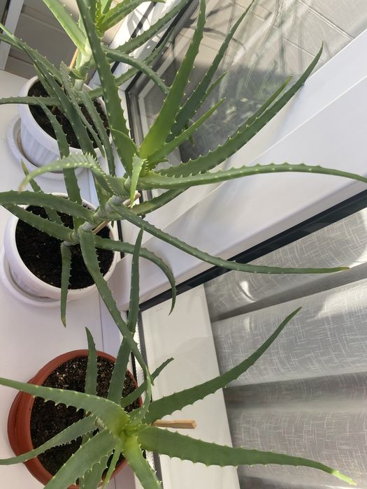 Алоэ лечебное  столетник