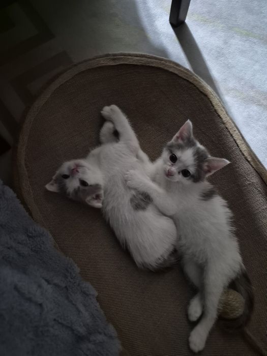 Котята ищут хороший дом