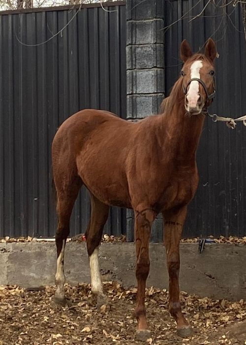 Продам  Айгыр Жеребчик Лошадь Тай